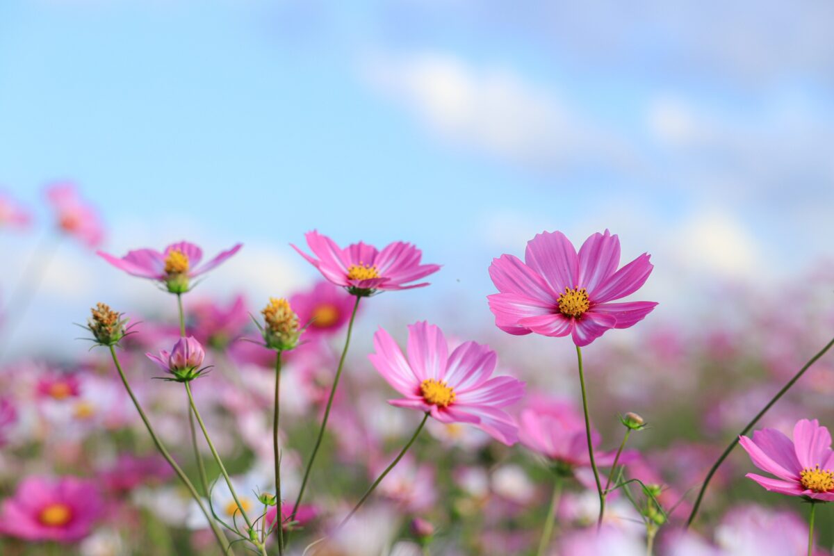 コスモス