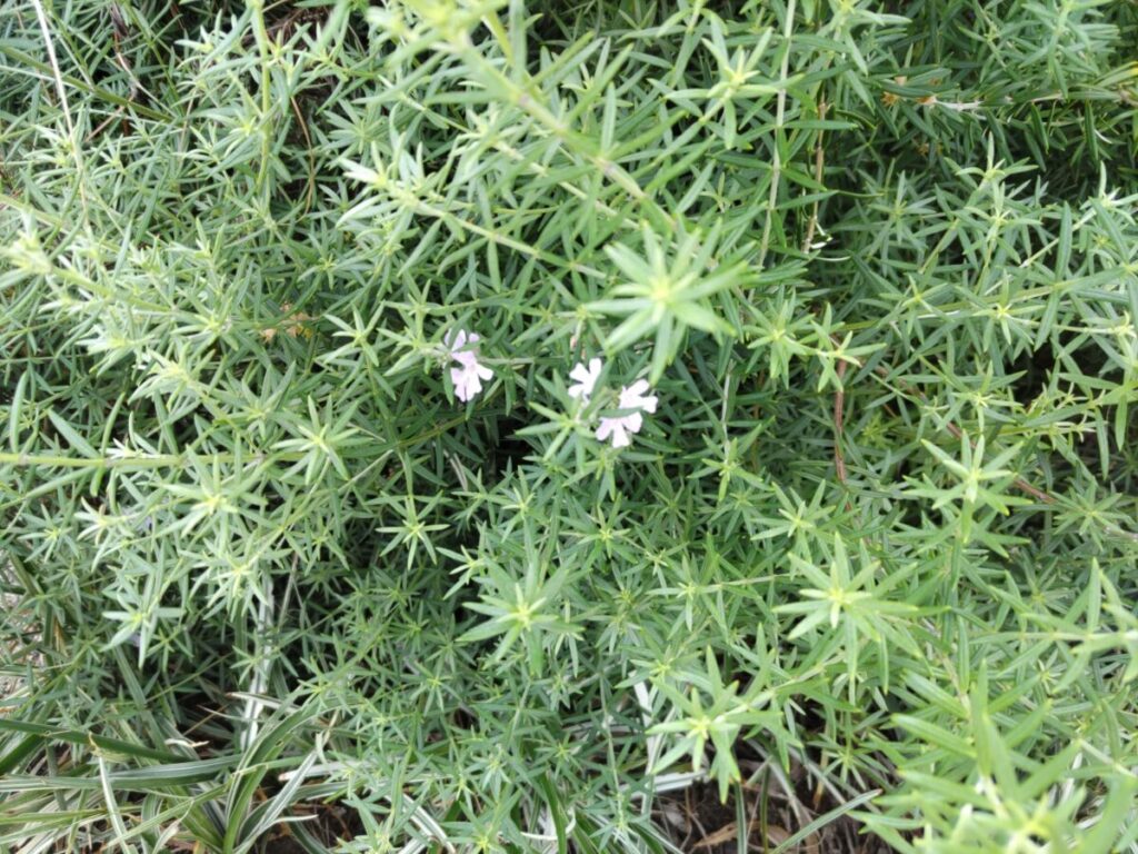 家庭菜園で育てやすいハーブ