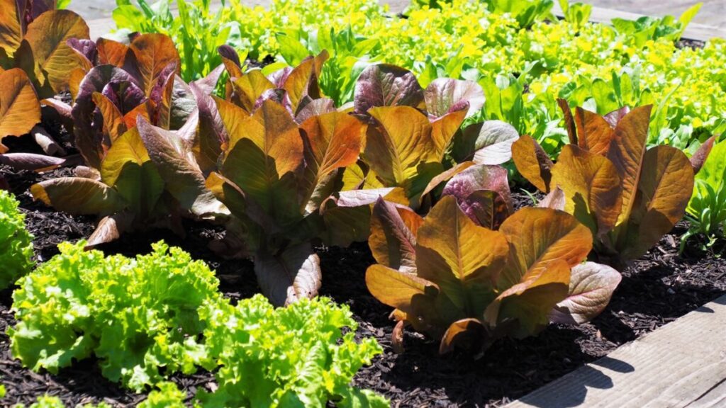 ポタジェにおすすめの植物