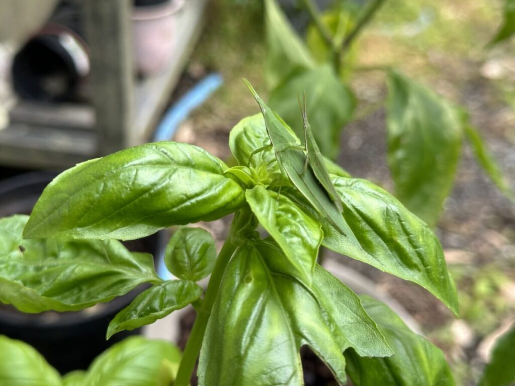 家庭菜園でハーブを育てるメリット