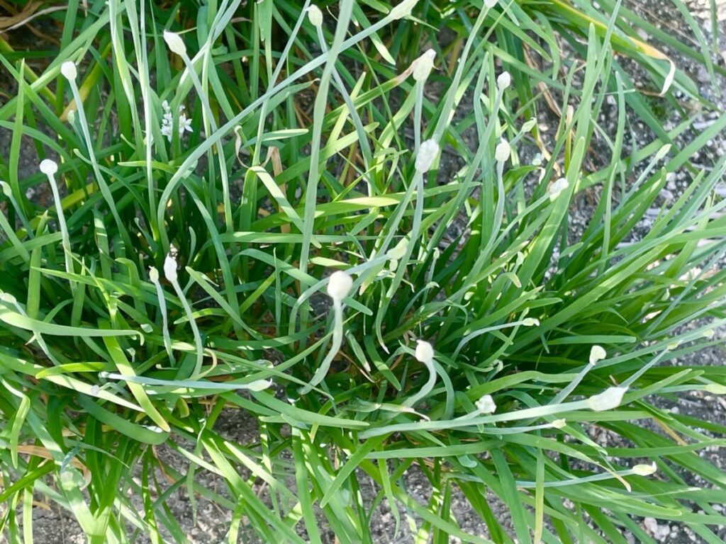 秋の家庭菜園のニラ