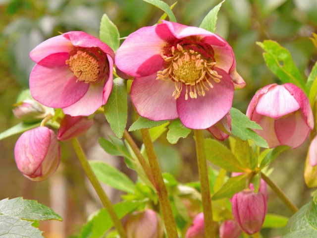 クリスマスローズ