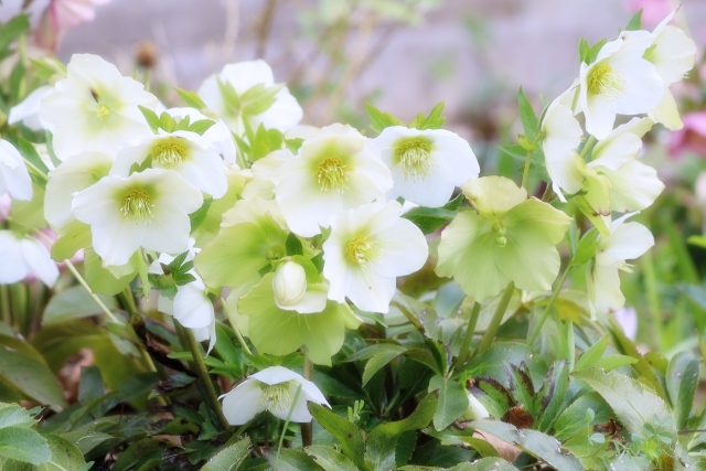 長く咲く花を植えれば1年中楽しめる
