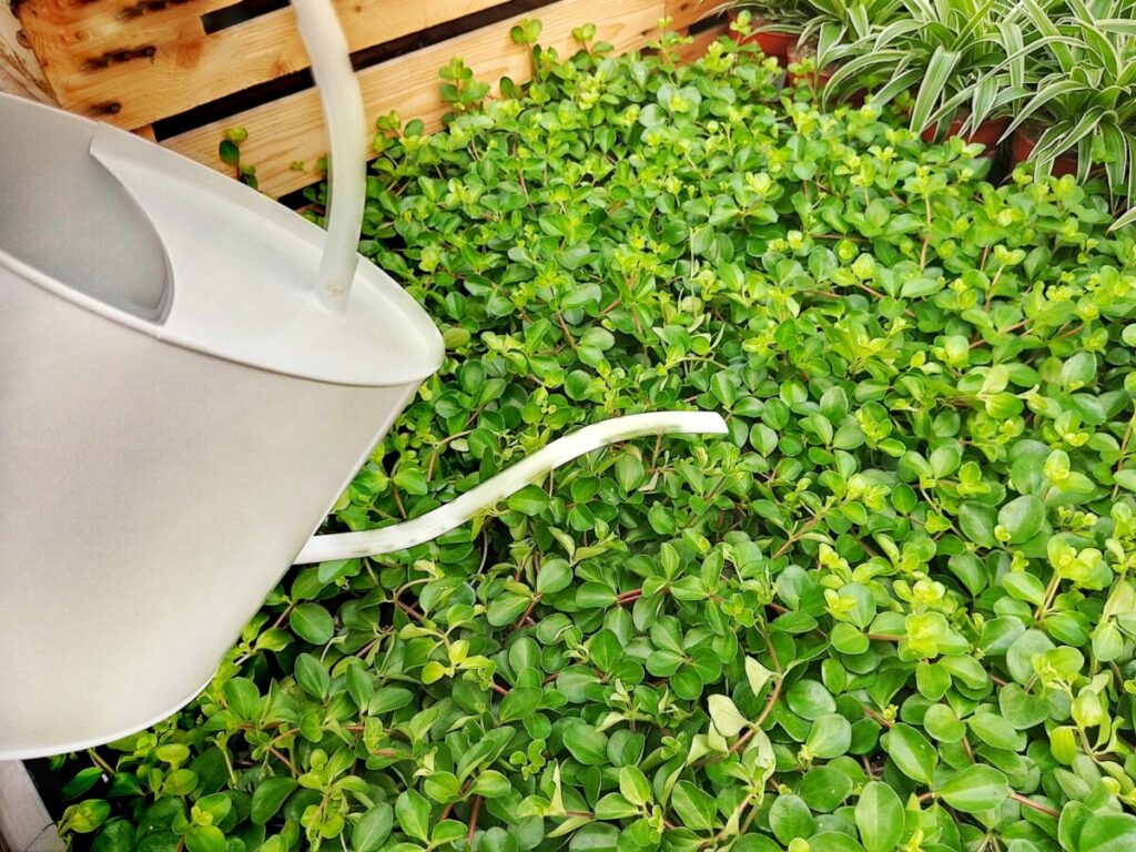 プランターの水やり頻度