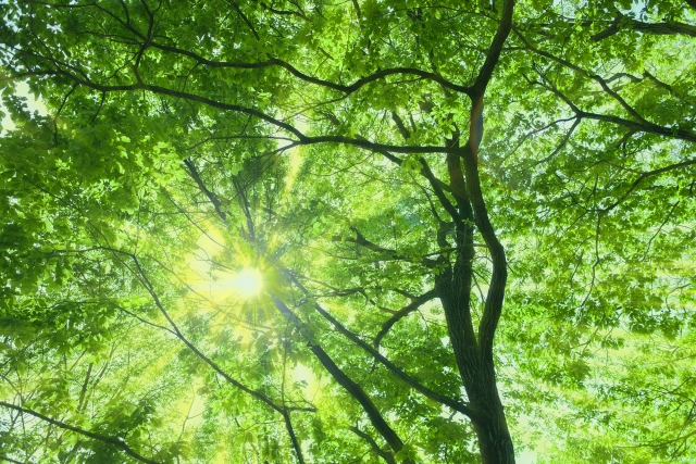 夏の暑い時期、高温になりやすい