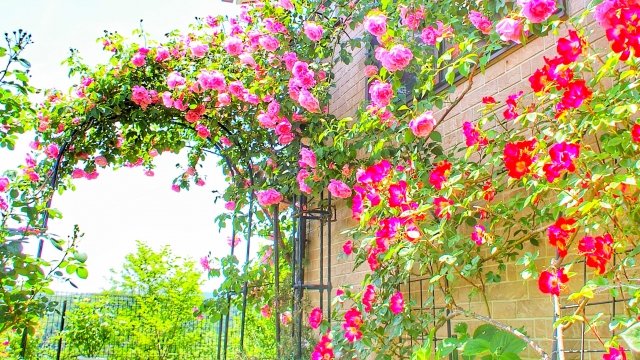 薔薇のアーチの作り方