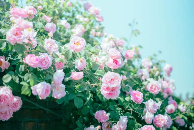 薔薇のアーチにおすすめの品種