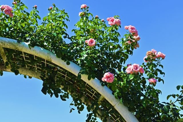 薔薇のアーチの作り方