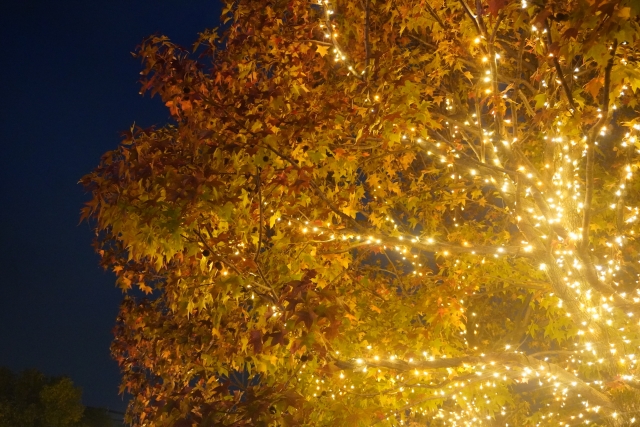 木のイルミネーション