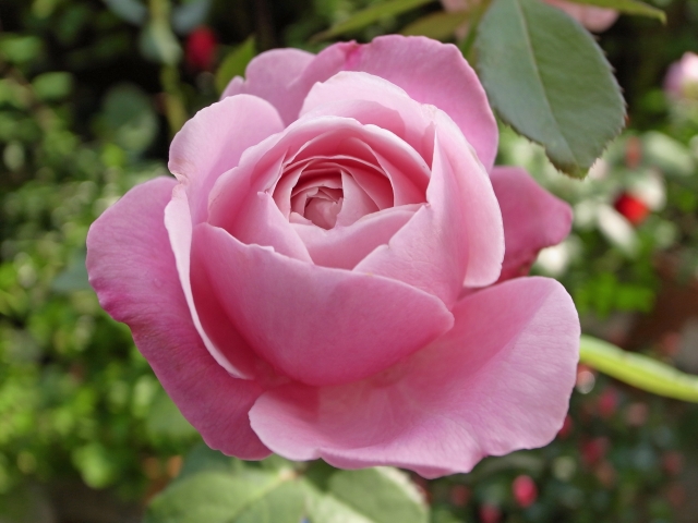 シャンテロゼミサト