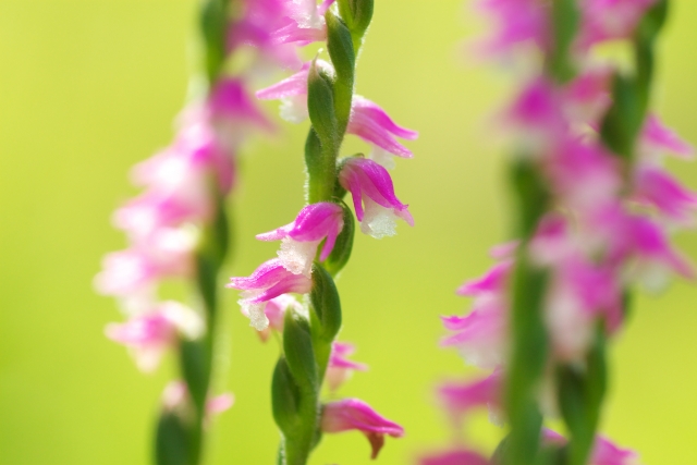 ピンクの花の雑草