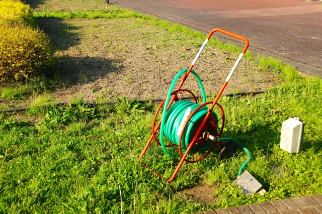 天然芝の種まき