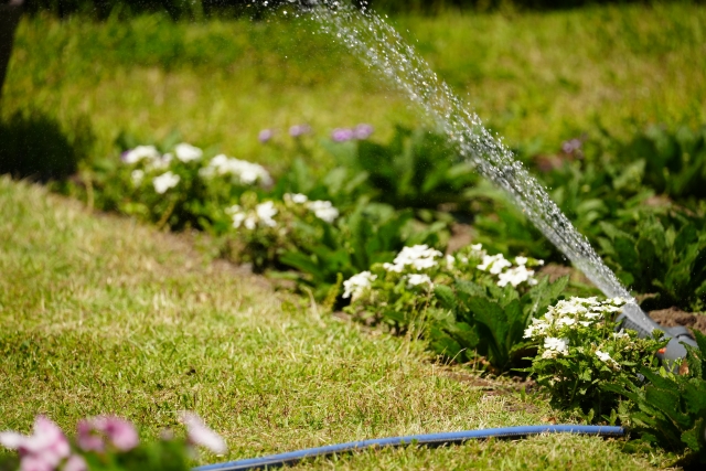 芝生の水やり