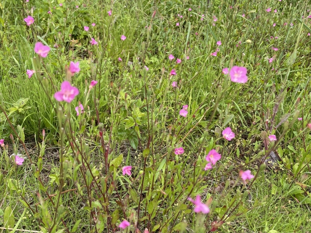 ピンクの花の雑草