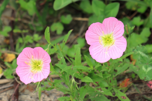 ヒルザキツキミソウ