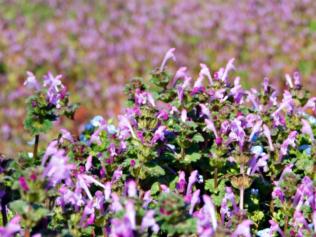 庭に咲く雑草でピンク以外のものもチェック