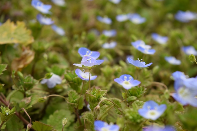 オオイヌノフグリ