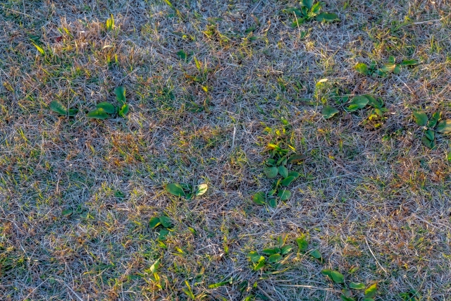 芝生と雑草の違い