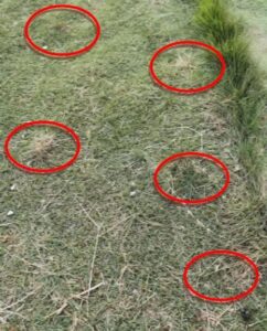 防草シート付人工芝実験