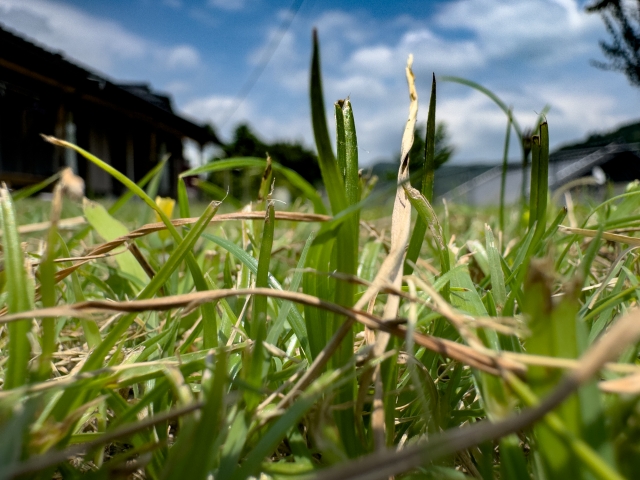 手入れがしづらく枯れる恐れも