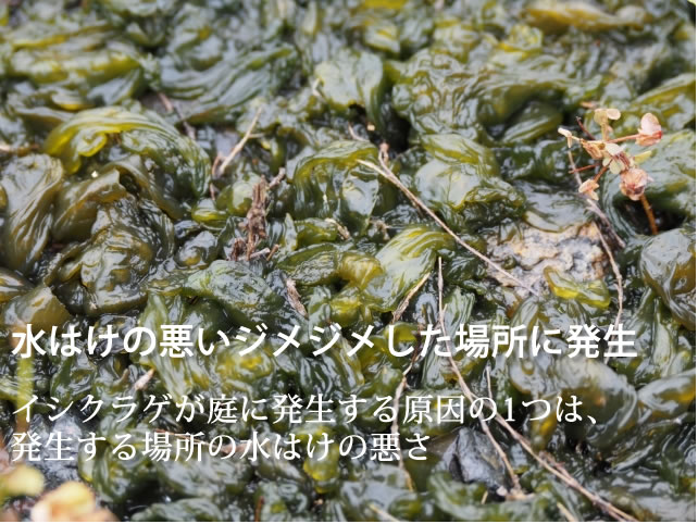 水はけの悪い場所に多い