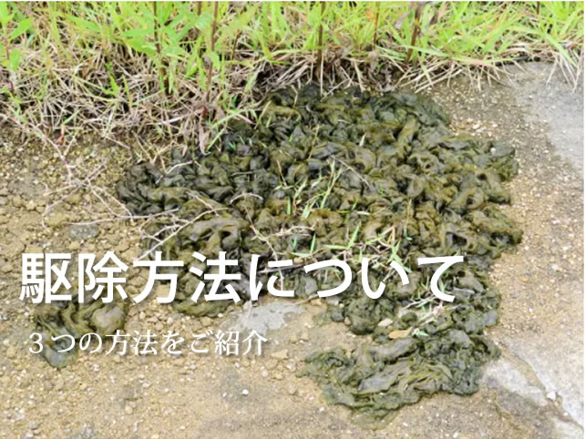 イシクラゲの駆除について