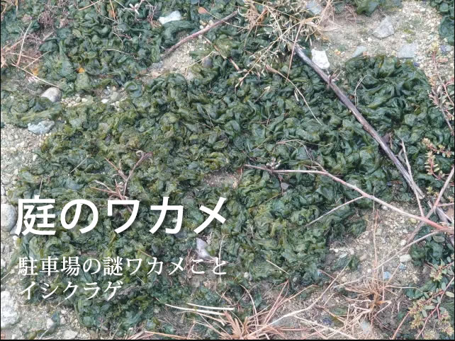 イシクラゲ
