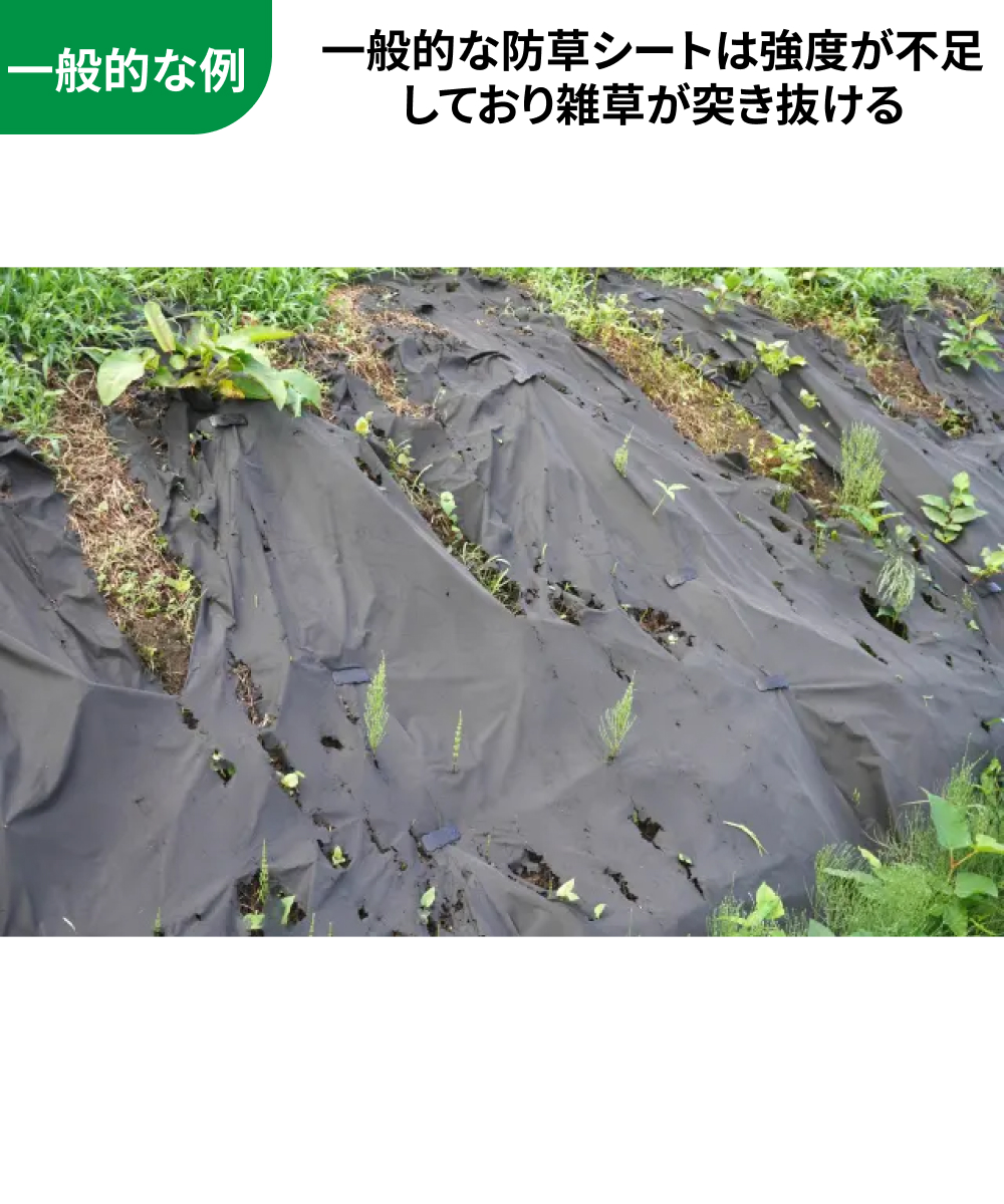 一般的な例：一般的な防草シートは強度が不足 しており雑草が突き抜ける
