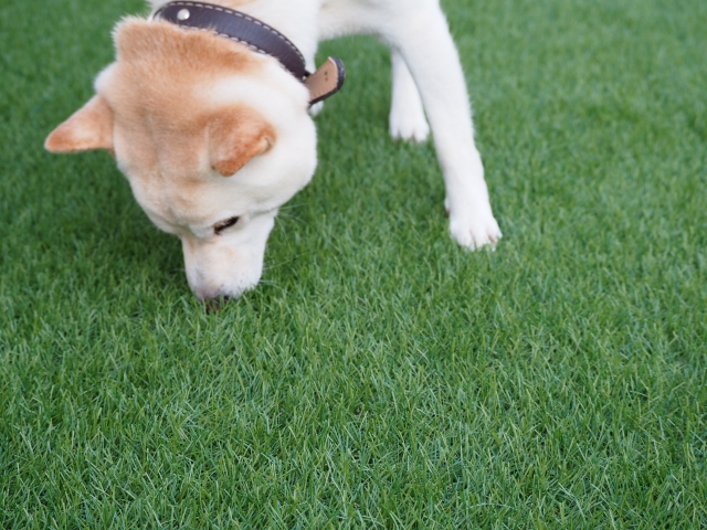 ペットや環境にも優しい