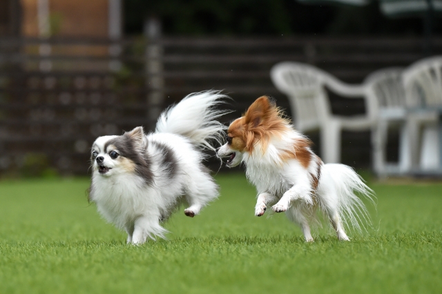 人工芝についたペット臭にクエン酸が使える