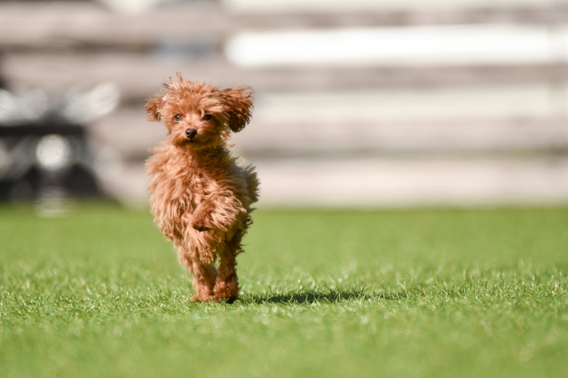 ペットへ配慮する