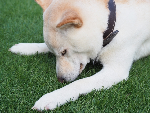 ドッグラン 人工芝