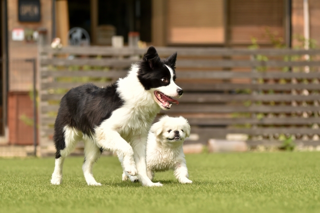ドッグラン 人工芝