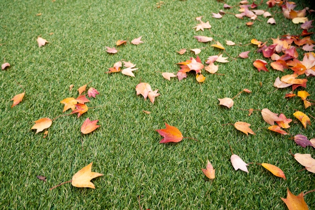 定期的にゴミや落ち葉を取り除く